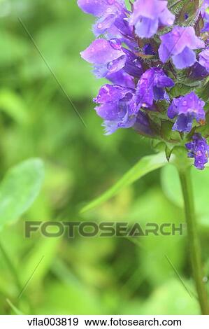 Common Self-Heal View Large Photo Image Stock Photo - Common Self-Heal. Fotosearch