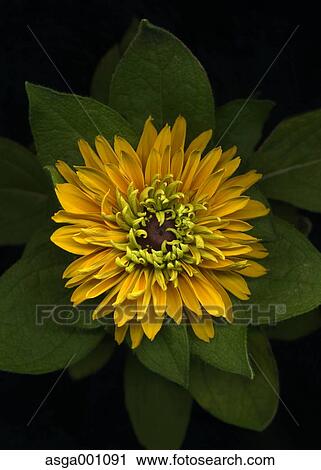 Stock Image - Coneflower. Fotosearch