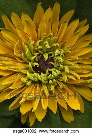 Coneflower View Large Photo Image Stock Image - Coneflower. Fotosearch