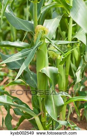 Stock Photo - Corn. Fotosearch
