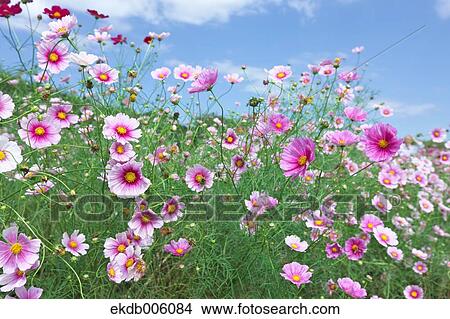 Cosmos field View Large Photo Image Picture - Cosmos field. Fotosearch