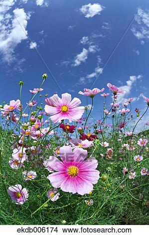 Cosmos field View Large Photo Image Picture - Cosmos field. Fotosearch