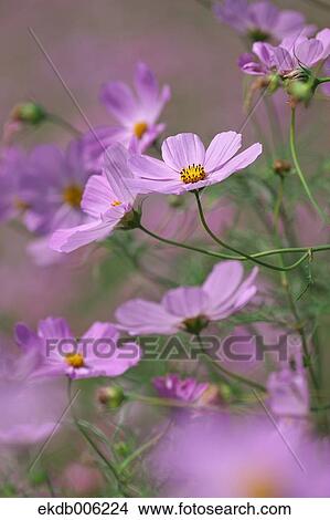 Cosmos field View Large Photo Image Picture - Cosmos field. Fotosearch