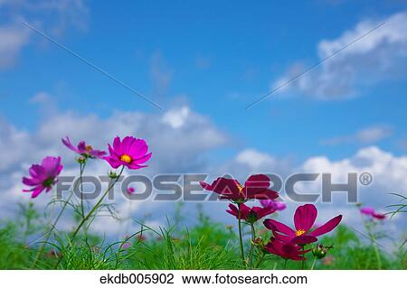 Cosmos field View Large Photo Image Stock Image - Cosmos field. Fotosearch