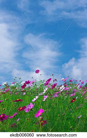 Cosmos field View Large Photo Image Stock Image - Cosmos field. Fotosearch