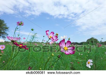 Cosmos field View Large Photo Image Stock Image - Cosmos field. Fotosearch