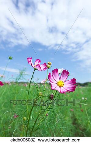 Cosmos field View Large Photo Image Stock Image - Cosmos field. Fotosearch