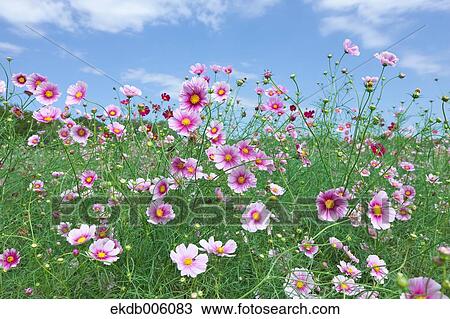 Cosmos field View Large Photo Image Stock Image - Cosmos field. Fotosearch