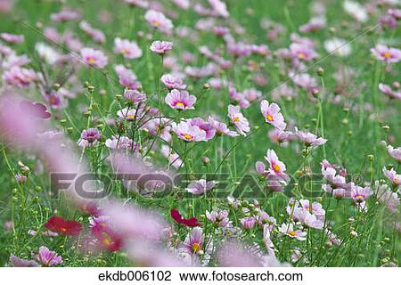 Stock Image - Cosmos field. Fotosearch