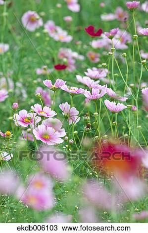 Cosmos field View Large Photo Image Stock Image - Cosmos field. Fotosearch