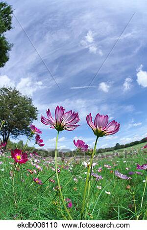 Stock Image - Cosmos field. Fotosearch