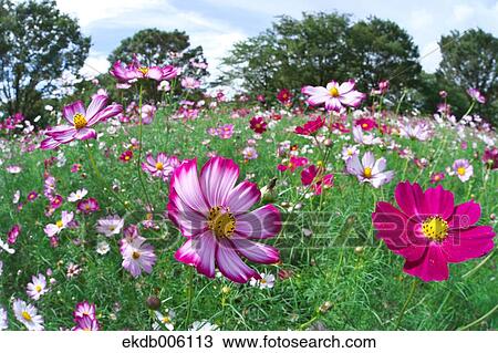 Cosmos field View Large Photo Image Stock Image - Cosmos field. Fotosearch