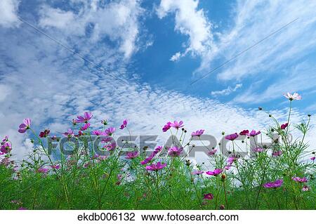 Cosmos field View Large Photo Image Stock Image - Cosmos field. Fotosearch
