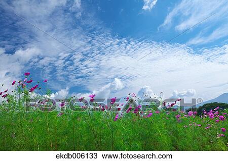 Cosmos field View Large Photo Image Stock Image - Cosmos field. Fotosearch