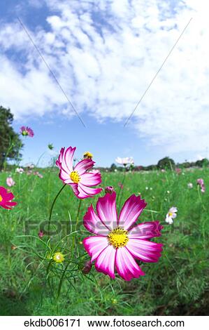 Cosmos field View Large Photo Image Stock Image - Cosmos field. Fotosearch