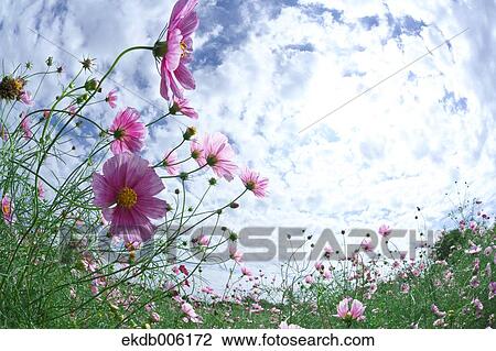 Cosmos field View Large Photo Image Stock Image - Cosmos field. Fotosearch