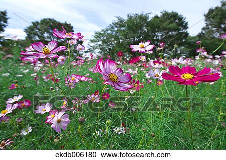 Cosmos field View Large Photo Image Stock Image - Cosmos field. Fotosearch