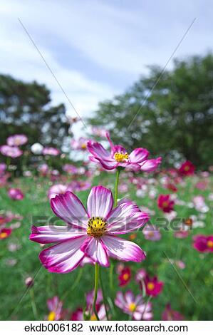 Cosmos field View Large Photo Image Stock Image - Cosmos field. Fotosearch