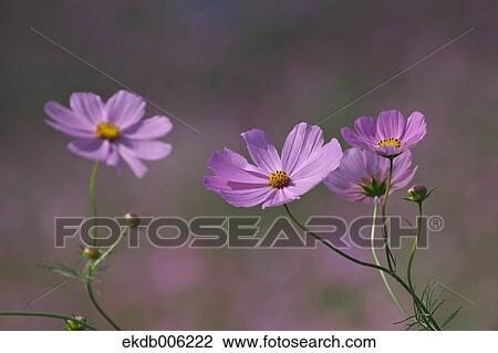 Cosmos field View Large Photo Image Stock Image - Cosmos field. Fotosearch