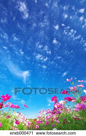 Cosmos field View Large Photo Image Stock Image - Cosmos field. Fotosearch