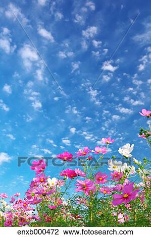 Stock Image - Cosmos field. Fotosearch