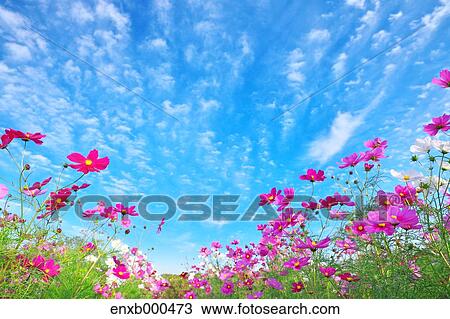 Stock Image - Cosmos field. Fotosearch