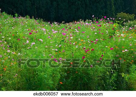 Cosmos field View Large Photo Image Stock Photo - Cosmos field. Fotosearch