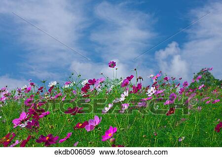 Cosmos field View Large Photo Image Stock Photo - Cosmos field. Fotosearch