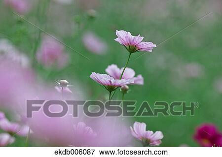 Cosmos field View Large Photo Image Stock Photo - Cosmos field. Fotosearch