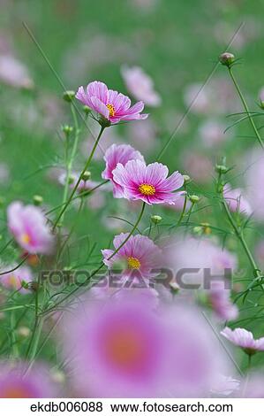 Cosmos field View Large Photo Image Stock Photo - Cosmos field. Fotosearch
