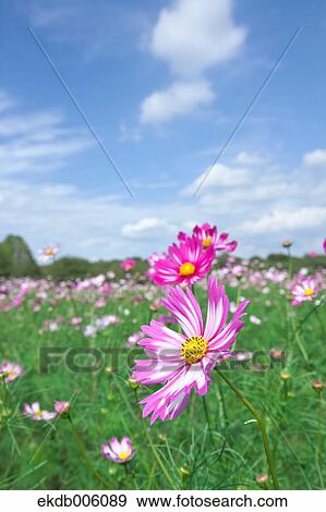 Cosmos field View Large Photo Image Stock Photo - Cosmos field. Fotosearch