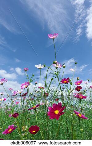 Cosmos field View Large Photo Image Stock Photo - Cosmos field. Fotosearch