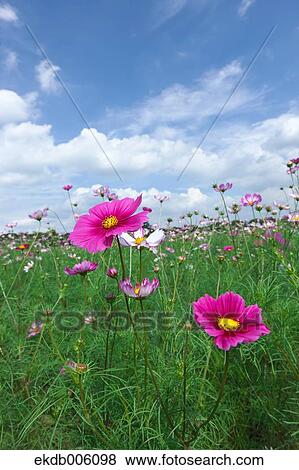 Cosmos field View Large Photo Image Stock Photo - Cosmos field. Fotosearch