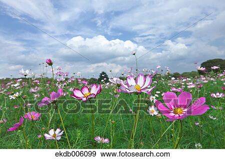 Cosmos field View Large Photo Image Stock Photo - Cosmos field. Fotosearch