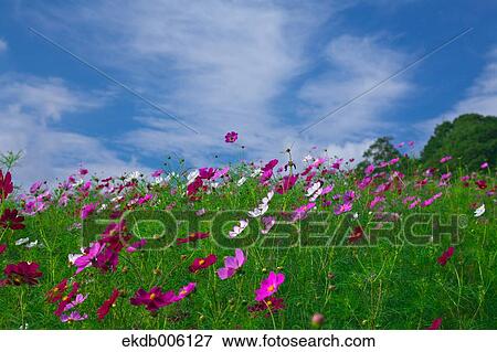 Cosmos field View Large Photo Image Stock Photo - Cosmos field. Fotosearch