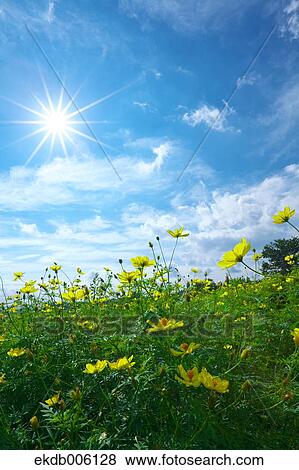 Cosmos field View Large Photo Image Stock Photo - Cosmos field. Fotosearch