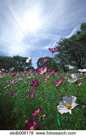 Cosmos field View Large Photo Image Stock Photo - Cosmos field. Fotosearch