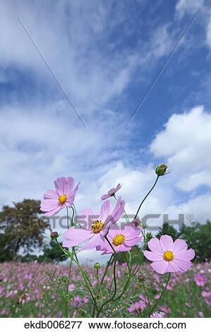 Cosmos field View Large Photo Image Stock Photo - Cosmos field. Fotosearch
