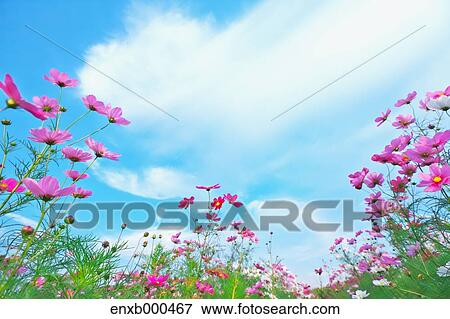 Cosmos field View Large Photo Image Stock Photo - Cosmos field. Fotosearch