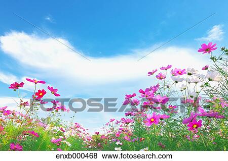 Cosmos field View Large Photo Image Stock Photo - Cosmos field. Fotosearch
