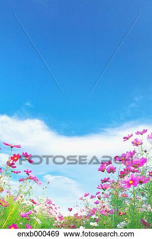 Cosmos field View Large Photo Image Stock Photo - Cosmos field. Fotosearch