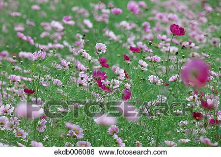 Cosmos field View Large Photo Image Stock Photograph - Cosmos field. Fotosearch