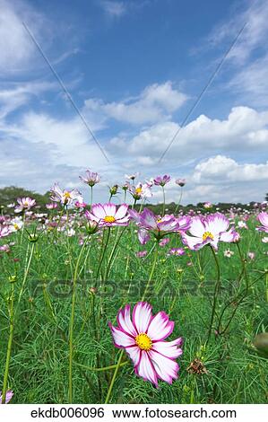 Cosmos field View Large Photo Image Stock Photograph - Cosmos field. Fotosearch