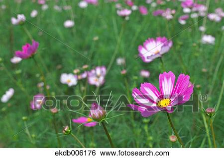 Cosmos field View Large Photo Image Stock Photograph - Cosmos field. Fotosearch
