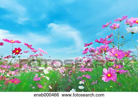 Cosmos field View Large Photo Image Stock Photograph - Cosmos field. Fotosearch