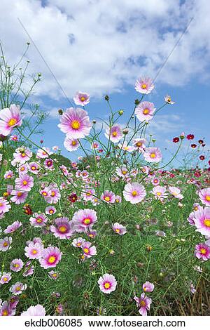Cosmos field View Large Photo Image Stock Photography - Cosmos field. Fotosearch