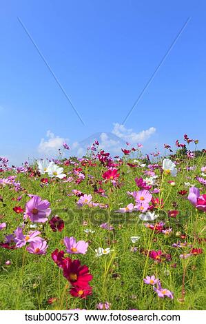 Cosmos View Large Photo Image Stock Image - Cosmos. Fotosearch