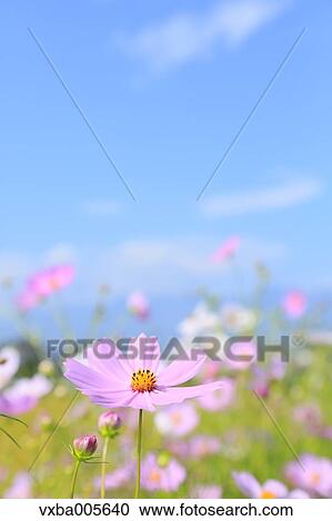 Cosmos View Large Photo Image Stock Image - Cosmos. Fotosearch
