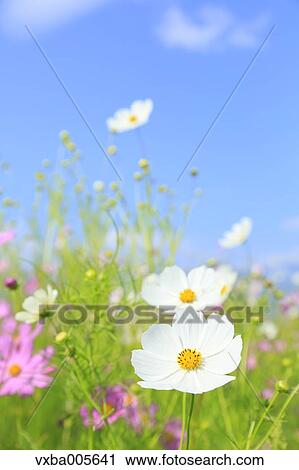 Cosmos View Large Photo Image Stock Image - Cosmos. Fotosearch
