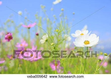 Cosmos View Large Photo Image Stock Image - Cosmos. Fotosearch
